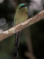 Keel-billed Motmot